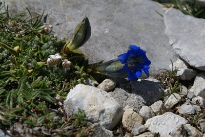 Gentiana occidentalis, photographed by Ina Siebert