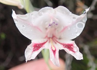 Gladiolus nigromontanus, photographed by Nicola van Berkel
