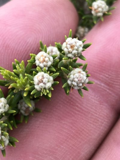 Phylica wittebergensis, photographed by Dave U