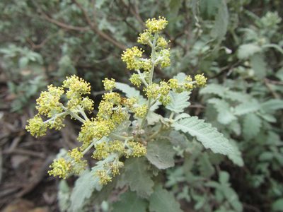 Buddleja glomerata, photographed by douglaseustonbrown