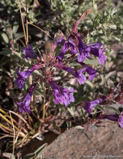 Penstemon kingii, photographed by Tim Messick
