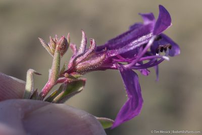 Penstemon kingii, photographed by Tim Messick