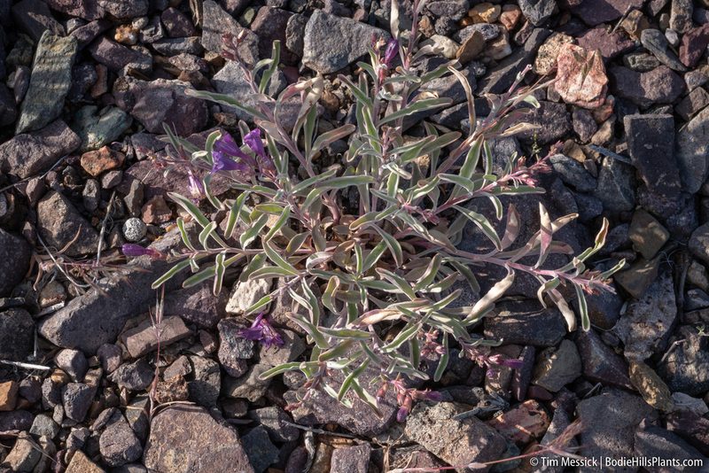 Penstemon kingii, photographed by Tim Messick