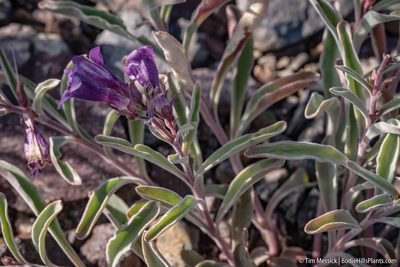 Penstemon kingii, photographed by Tim Messick