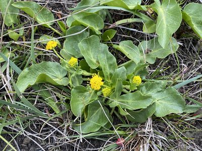 Sanicula maritima, photographed by Kyle Nessen