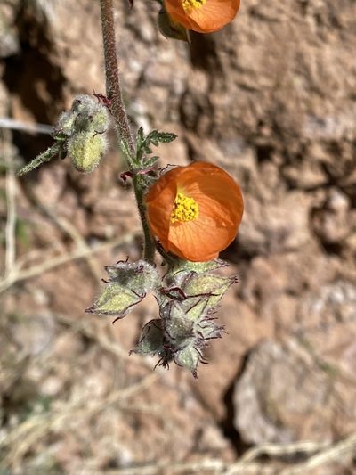 Sphaeralcea rusbyi, photographed by Miranda Kohout