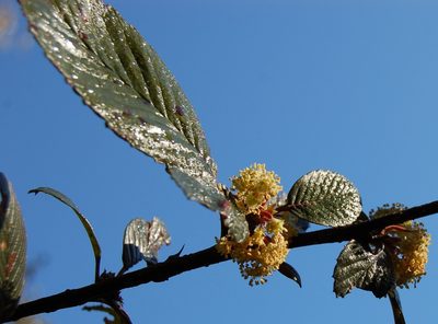 Cercocarpus macrophyllus, photographed by Neptalí Ramírez Marcial