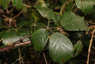 Rubus cissburiensis, photographed by Stephen James McWilliam