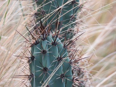 Cereus aethiops, photographed by Gonzalo Roget
