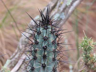 Cereus aethiops, photographed by Gonzalo Roget