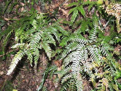 Adiantum fulvum, photographed by Ian Armitage