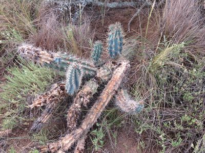 Cereus aethiops, photographed by Gonzalo Roget