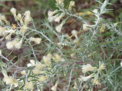 Baccharis artemisioides, photographed by Gonzalo Roget