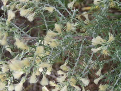 Baccharis artemisioides, photographed by Gonzalo Roget