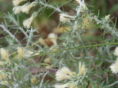 Baccharis artemisioides, photographed by Gonzalo Roget
