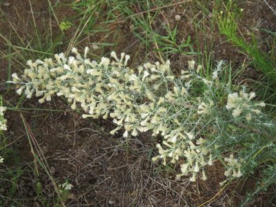 Baccharis artemisioides, photographed by Gonzalo Roget