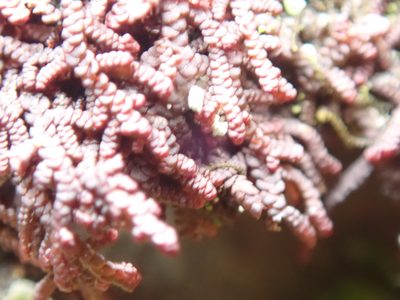 Frullania californica, photographed by Randal