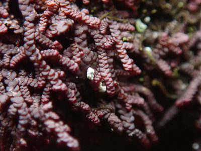 Frullania californica, photographed by Randal