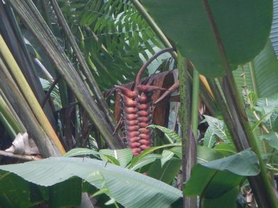Heliconia mariae, photographed by Daval Davis