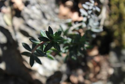 Sedum calcicola, photographed by Francisco Martínez González