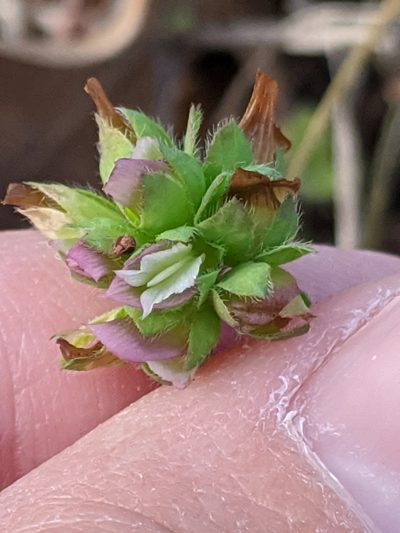 Trifolium bejariense, photographed by Alison Northup