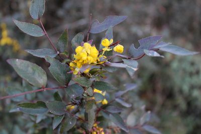 Berberis gracilis, photographed by Francisco Martínez González