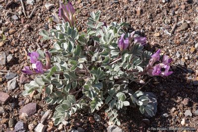 Astragalus newberryi, photographed by Tim Messick