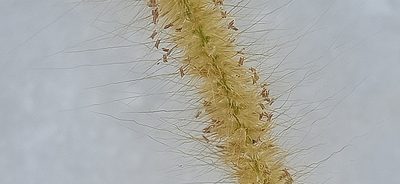 Cenchrus setosus, photographed by Ong Jyh Seng