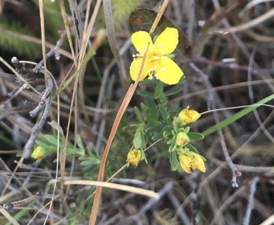 Hypericum microsepalum, photographed by Jessica