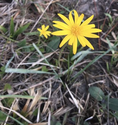 Pityopsis oligantha, photographed by Jessica