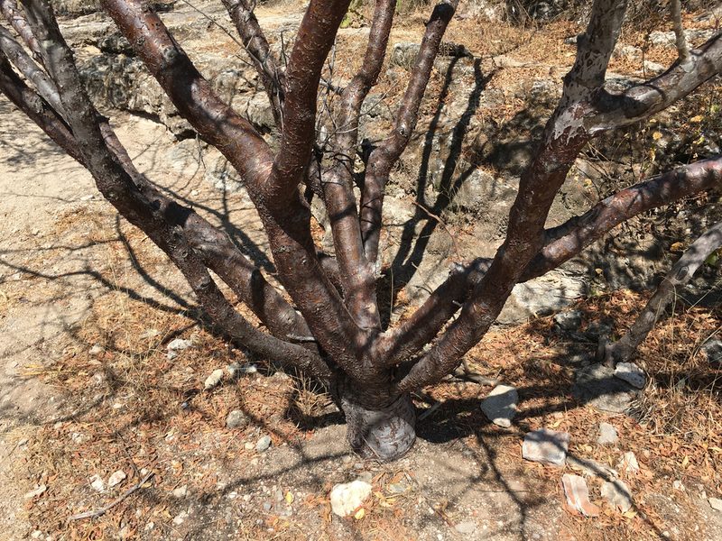 Bursera galeottiana, photographed by Alan Weakley