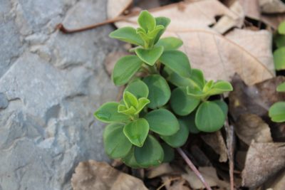 Peperomia liebmannii, photographed by Francisco Martínez González
