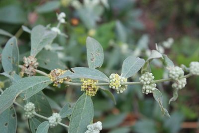 Buddleja sessiliflora, photographed by Francisco Martínez González