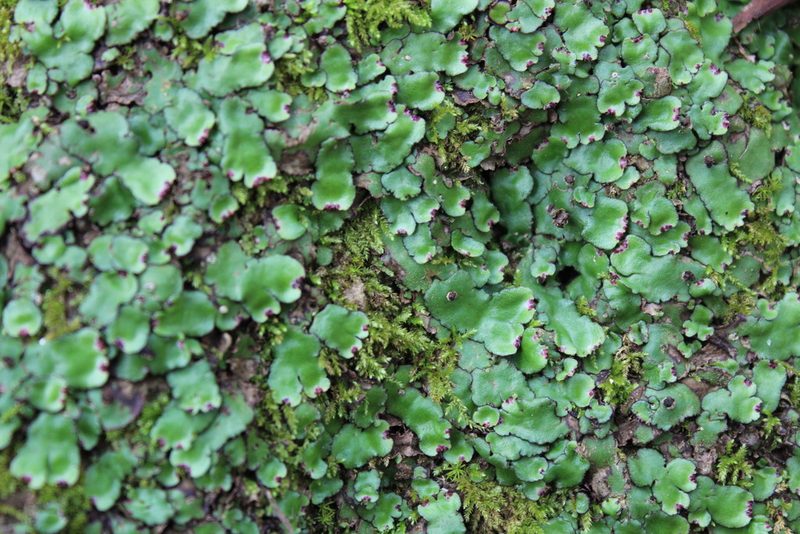 Plagiochasma crenulatum, photographed by Francisco Martínez González