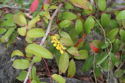 Berberis gracilis, photographed by Francisco Martínez González
