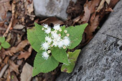 Ageratina petiolaris, photographed by Francisco Martínez González