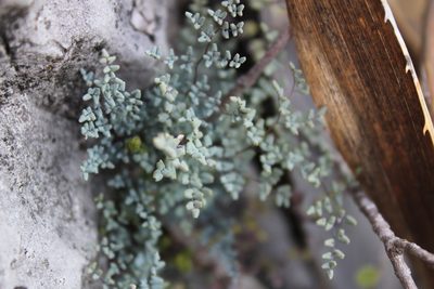 Argyrochosma microphylla, photographed by Francisco Martínez González