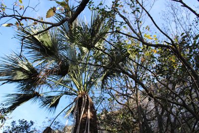 Brahea dulcis, photographed by Francisco Martínez González