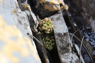 Sedum wrightii, photographed by Francisco Martínez González