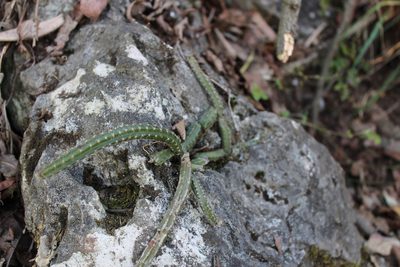 Selenicereus spinulosus, photographed by Francisco Martínez González