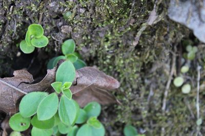 Peperomia liebmannii, photographed by Francisco Martínez González