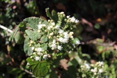 Ageratina petiolaris, photographed by Francisco Martínez González