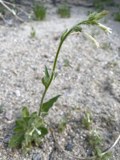 Nicotiana clevelandii, photographed by Matt Berger