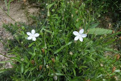 Wahlenbergia rupestris, photographed by John Barkla