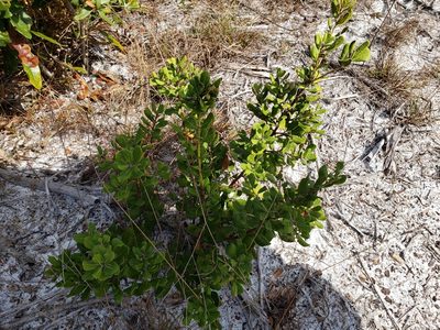 Lyonia ferruginea, photographed by Arturo Santos