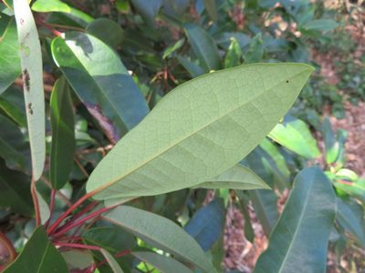 Daphniphyllum macropodum, photographed by Marco Mussita