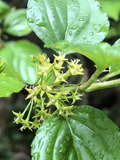 Rhamnus liukiuensis, photographed by Takaaki Hattori