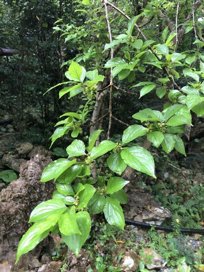 Rhamnus liukiuensis, photographed by Takaaki Hattori