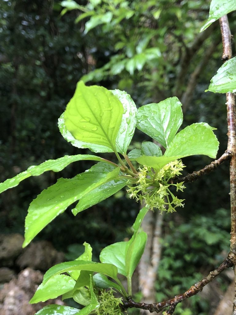 Rhamnus liukiuensis, photographed by Takaaki Hattori