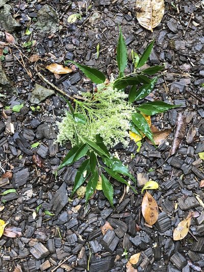 Fraxinus insularis, photographed by Takaaki Hattori